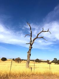 Bare tree on field against sky