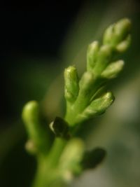 Close-up of plant