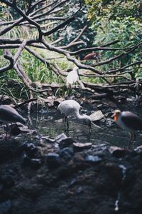 View of birds on field