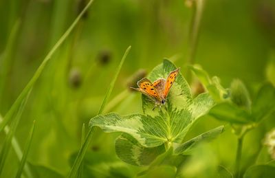 Close-up of butterfly on leaf