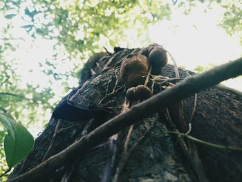 Low angle view of lizard on branch