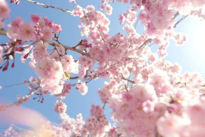 Low angle view of cherry blossom