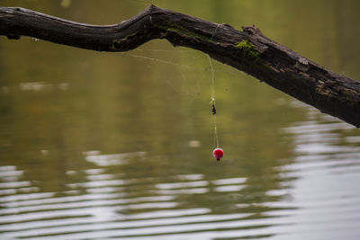 Close-up of water drop on lake
