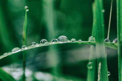 Close-up of water drops on blade of grass