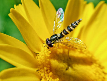 Close-up of bee on yellow flower