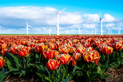 Close-up of flowering plants on field against sky