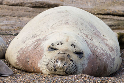 View of animal sleeping on beach