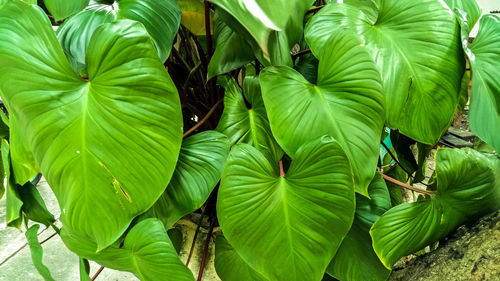 Close-up of green leaves on plant