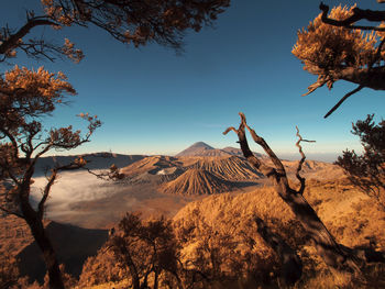 Trees on mountain against sky