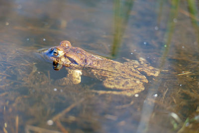 High angle view of frog swimming in lake