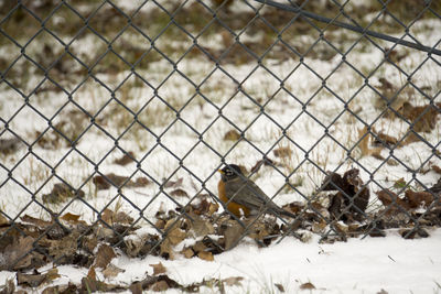 View of chainlink fence