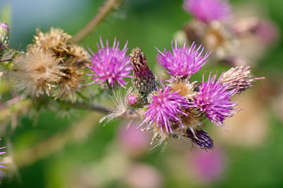 Close-up of pink thistle flowers