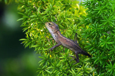 Close-up of lizard on plant