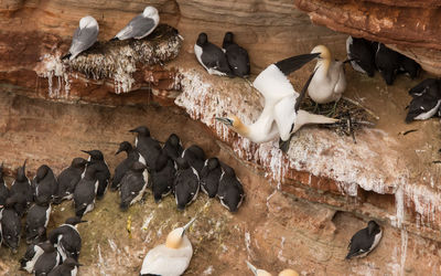 High angle view of birds in water