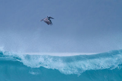 Low angle view of pelican flying over wave on sea against clear sky