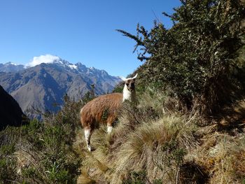 Dog standing on mountain against clear sky