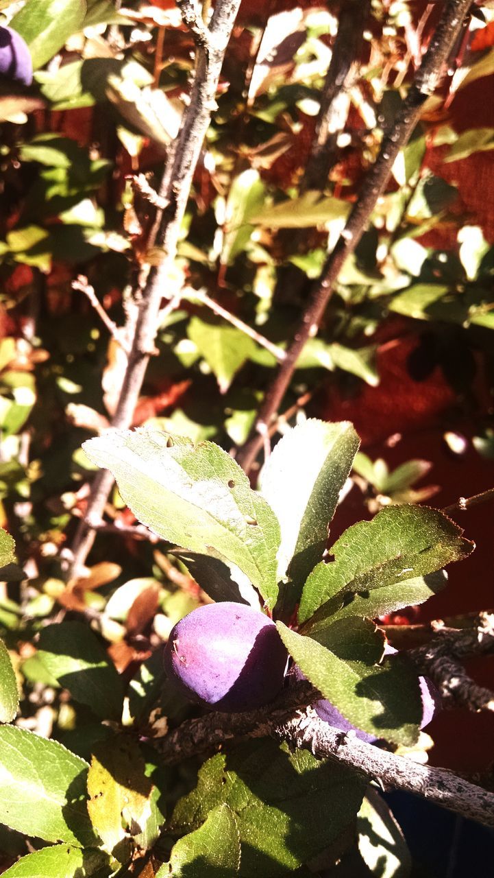 leaf, growth, plant, close-up, nature, green color, leaf vein, focus on foreground, freshness, beauty in nature, branch, leaves, growing, day, outdoors, tranquility, no people, sunlight, tree, botany