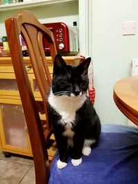 Portrait of cat sitting
