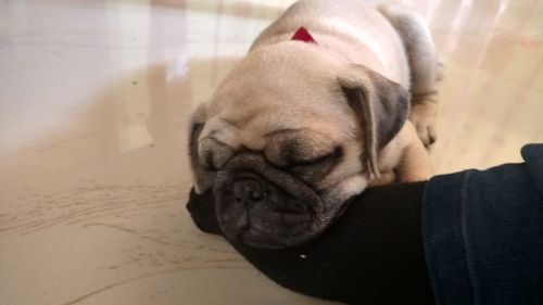 Close-up of dog sleeping