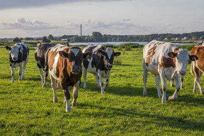 Horses standing in field