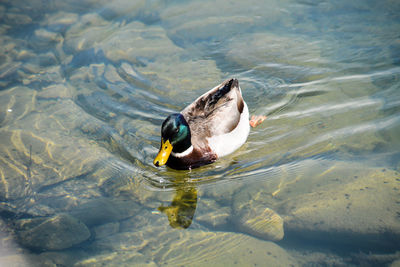 Cute duck swimming in shallow water