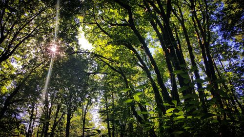 Low angle view of trees in forest