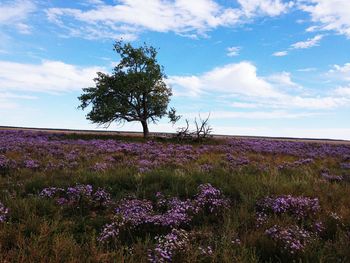 Close-up of flowers growing on field against sky