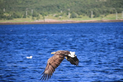 View of vulture flying over water