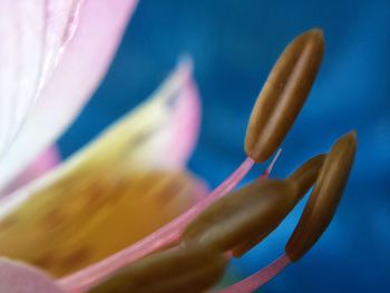 Close-up of flowers against blurred background