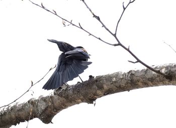 Low angle view of birds perching on tree