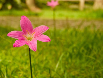 Close-up of pink flower on field