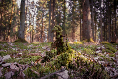 Mushroom growing in forest