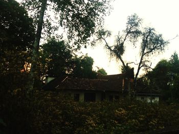 House with trees in background