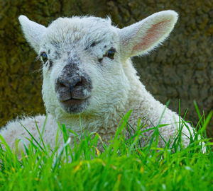 Portrait of new born lamb focusing on head nose and ears in green field 