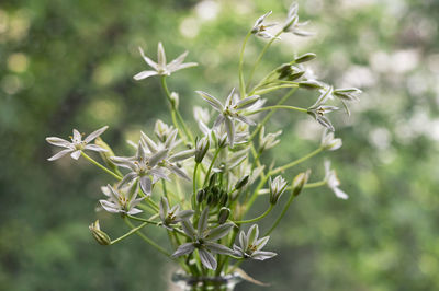 Closeup white flowers of ornithogalum umbellatum or star of bethlehem