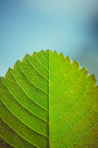 Close-up of leaf