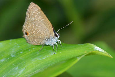 Close-up of butterfly on leaf