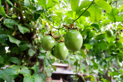 The unripe of passion fruit in the garden behind the house