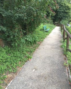 Narrow walkway along trees