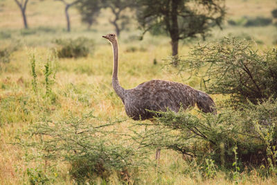 Ostrich on a field