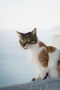 Cat looking away while sitting on stone wall
