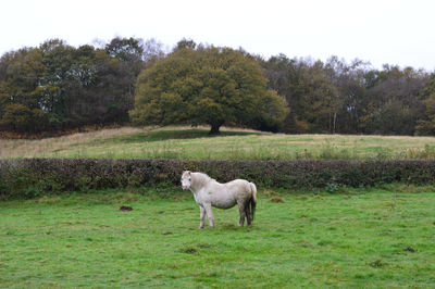 Horse standing on field against trees