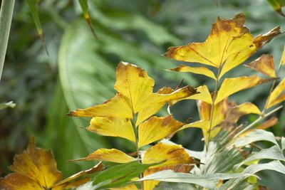 Close-up of yellow maple leaves