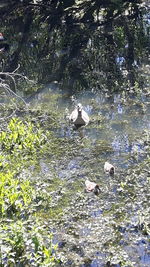 High angle view of bird swimming in lake