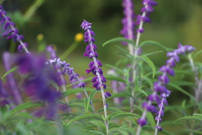 Close-up of purple flowering plants on field