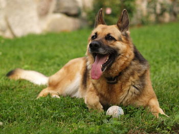 Close-up of dog yawning on grass