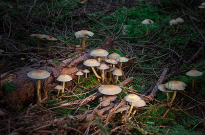 Close-up of mushroom on field