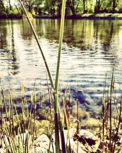 Close-up of grass growing in lake