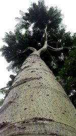 Close-up of tree against sky