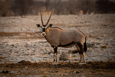 Gemsbok stands in profile turning to camera